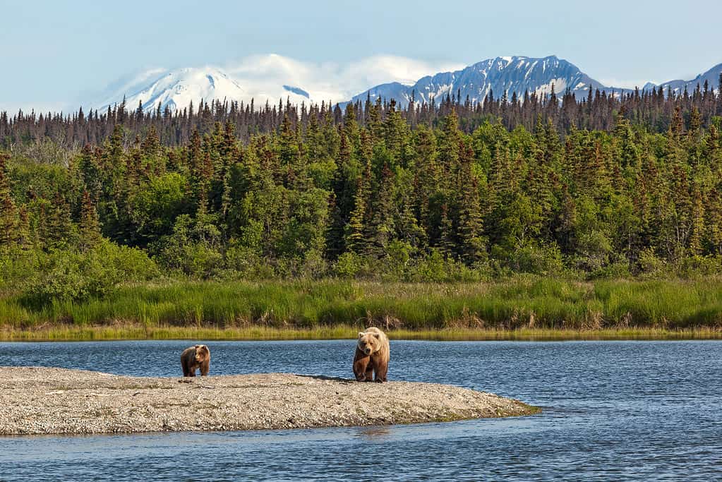 Parco nazionale di Katmai, Alaska