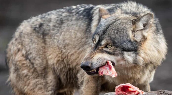 Lupo grigio che mangia carne.