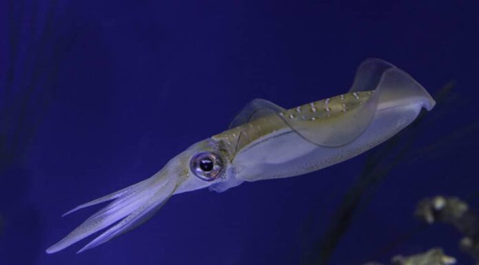 Calamaro della barriera corallina