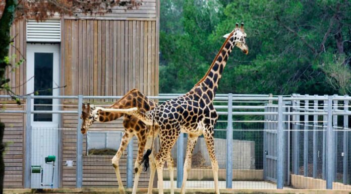 La giraffa maschio prende a calci la giraffa femmina