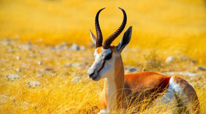 antilope