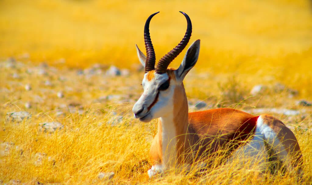 antilope
