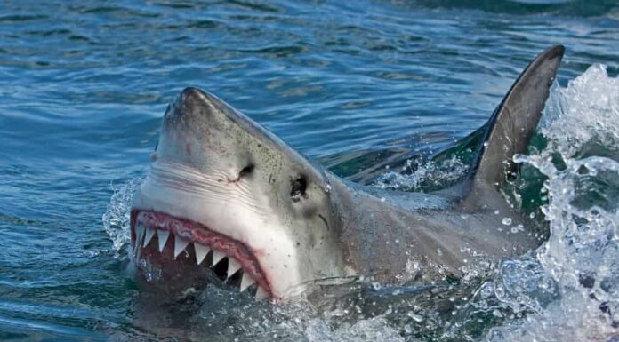 Grande squalo bianco, Carcharodon carcharias