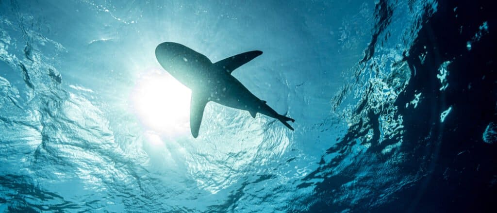 Guarda un gruppo di subacquei circondare uno squalo... solo per essere attaccato