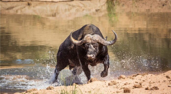 Bufalo del capo a corto di acqua