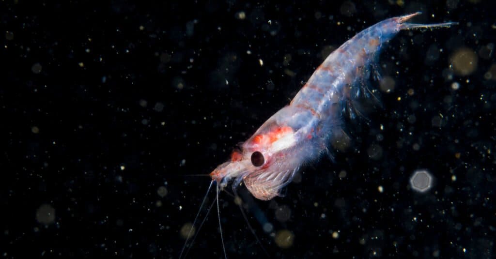 Animali che brillano: krill