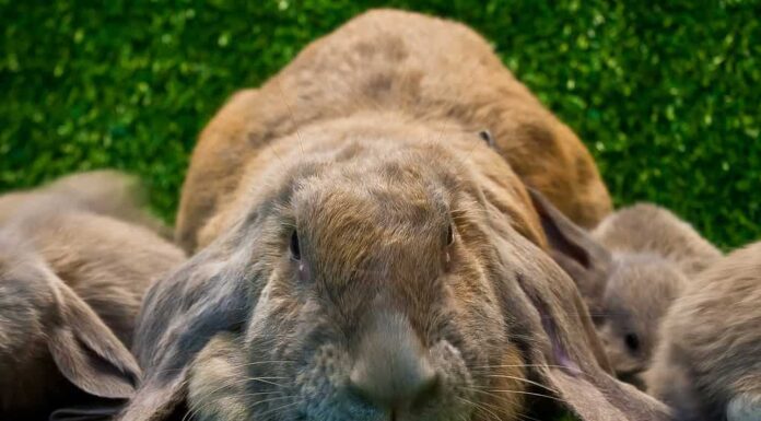 Guarda una battaglia di acrobazie e agilità mentre un coniglio cerca di correre più veloce di un falco
