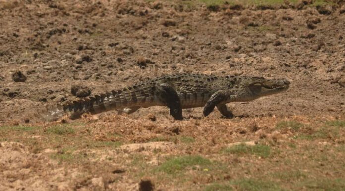 Un Coccodrillo Che Cammina Sulla Terra Tropicale.
