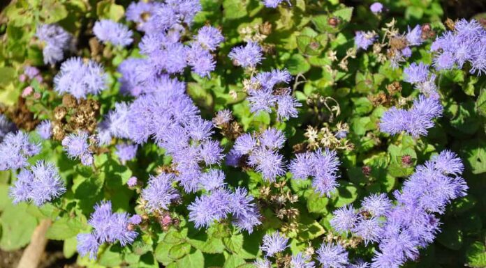 I 12 migliori fiori annuali per la zona 11
