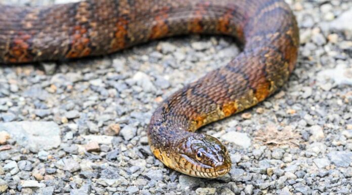 Serpente d'acqua settentrionale (nerodia sipedon)