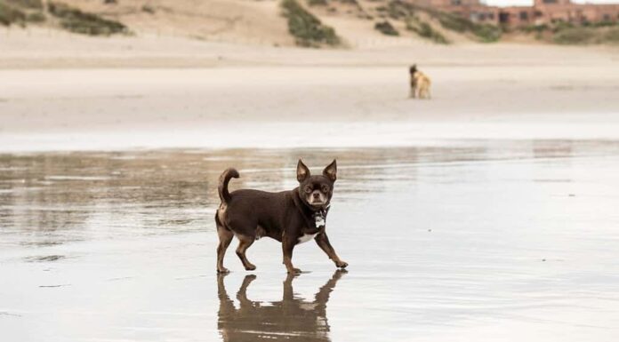 chihuahua al cioccolato per una passeggiata sulla spiaggia