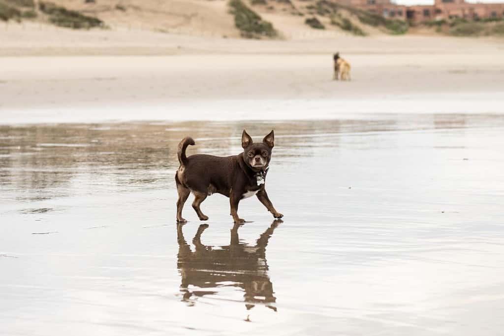 chihuahua al cioccolato per una passeggiata sulla spiaggia