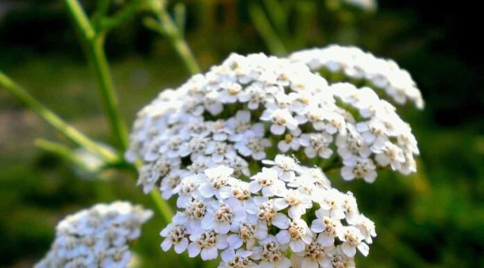 Achillea comune Achillea millefolium fiori bianchi primo piano, sfondo floreale foglie verdi.  Schema di millefoglie, vista dall'alto di achillea.  Erbe medicinali naturali organiche, concetto di piante.  Achillea selvatica, fiore di campo
