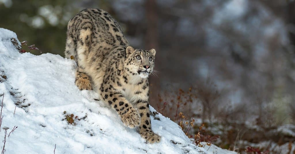 Alert Snow Leopard in cerca di prede.