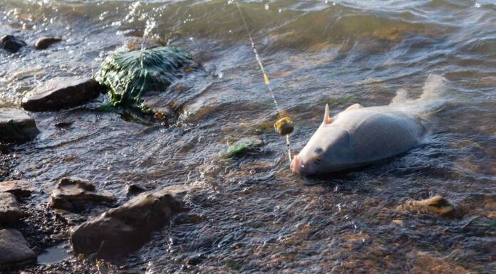 Un bufalo smallmouth (Ictiobus bubalus) agganciato a una lenza con alimentatore di metodo sulla costa rocciosa del lago Grapevine, Texas, Stati Uniti.  Un pesce ruvido nativo americano nelle specie Catostomidae