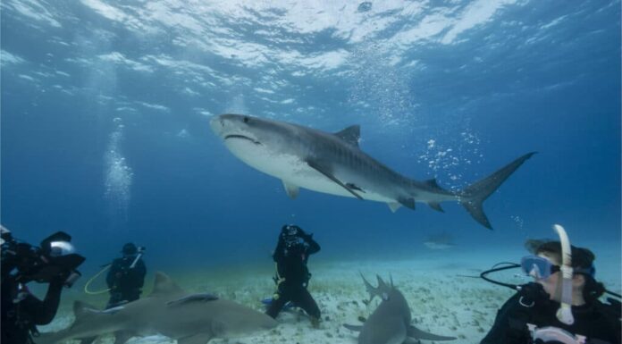 Il più grande squalo tigre mai catturato nella Carolina del Nord era grande come un alce
