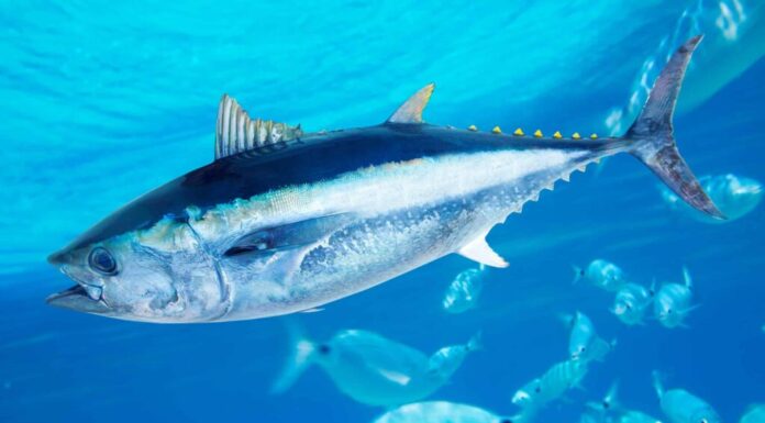 Il più grande tonno rosso mai catturato nella Carolina del Nord era grande come un leone marino
