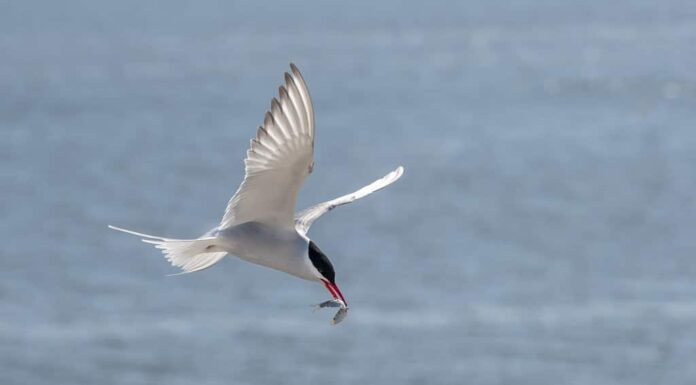 Sterna artica volante (Sterna paradisaea) con un pesce nel becco sopra il mare blu, l'elegante uccello migratore ha il percorso più lungo dall'Artico all'Antartide, copia spazio, messa a fuoco selezionata