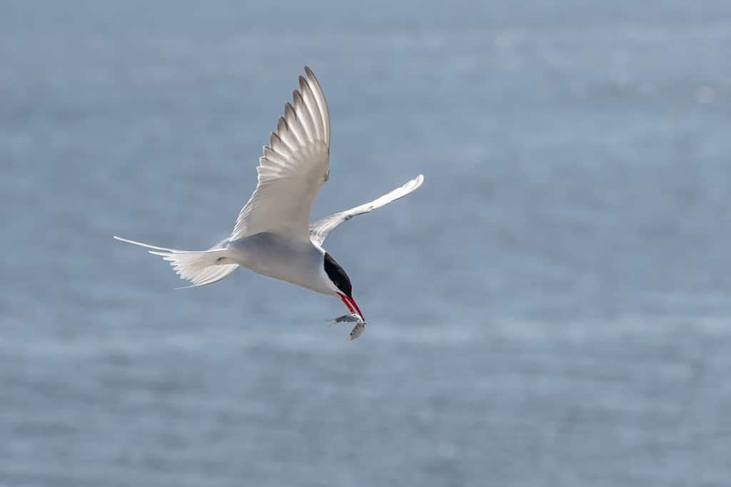 Sterna artica volante (Sterna paradisaea) con un pesce nel becco sopra il mare blu, l'elegante uccello migratore ha il percorso più lungo dall'Artico all'Antartide, copia spazio, messa a fuoco selezionata