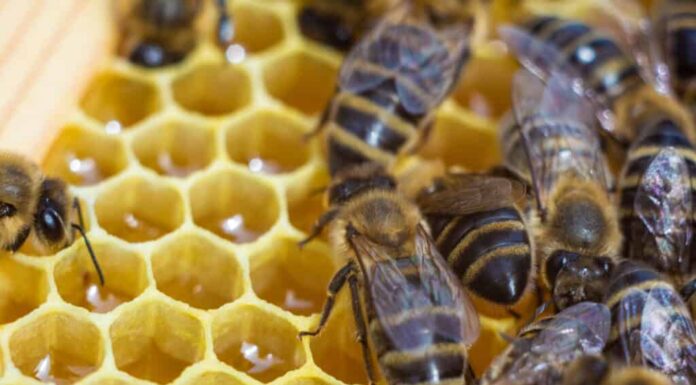 api che producono il miele