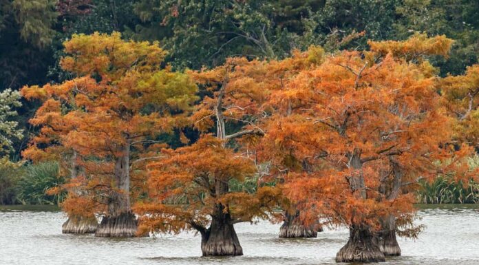 Vista autunnale di cipresso calvo alberi, Reelfoot Lake State Park, Tennessee.
