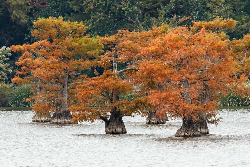 Vista autunnale di cipresso calvo alberi, Reelfoot Lake State Park, Tennessee.