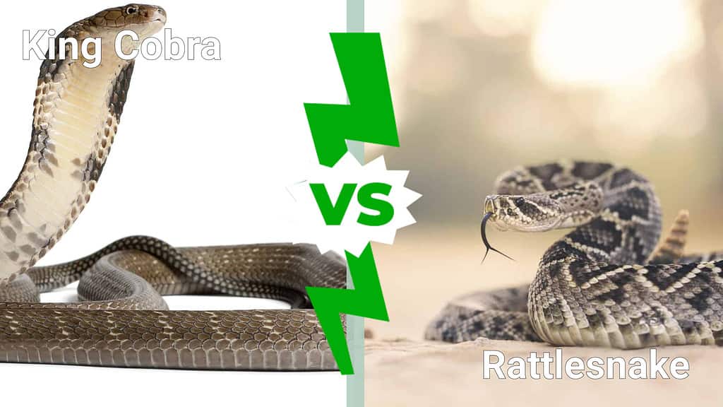 King Cobra vs Rattlesnake: quale serpente mortale vincerebbe in un combattimento?