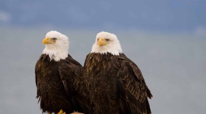 Aquile su un trespolo