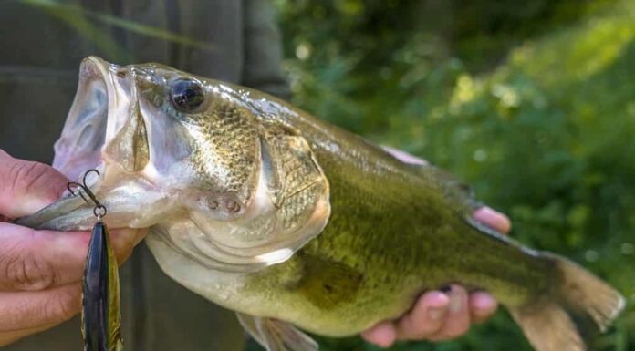 Esca per la pesca della spigola.  Branzino pescato nelle mani del pescatore.  Persico trota