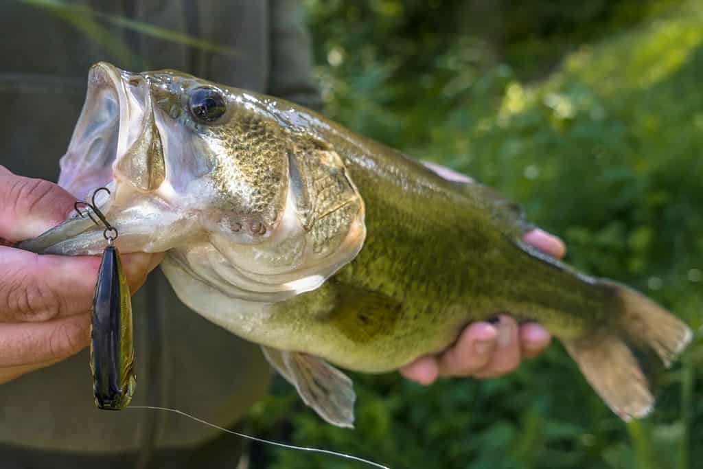 Esca per la pesca della spigola.  Branzino pescato nelle mani del pescatore.  Persico trota