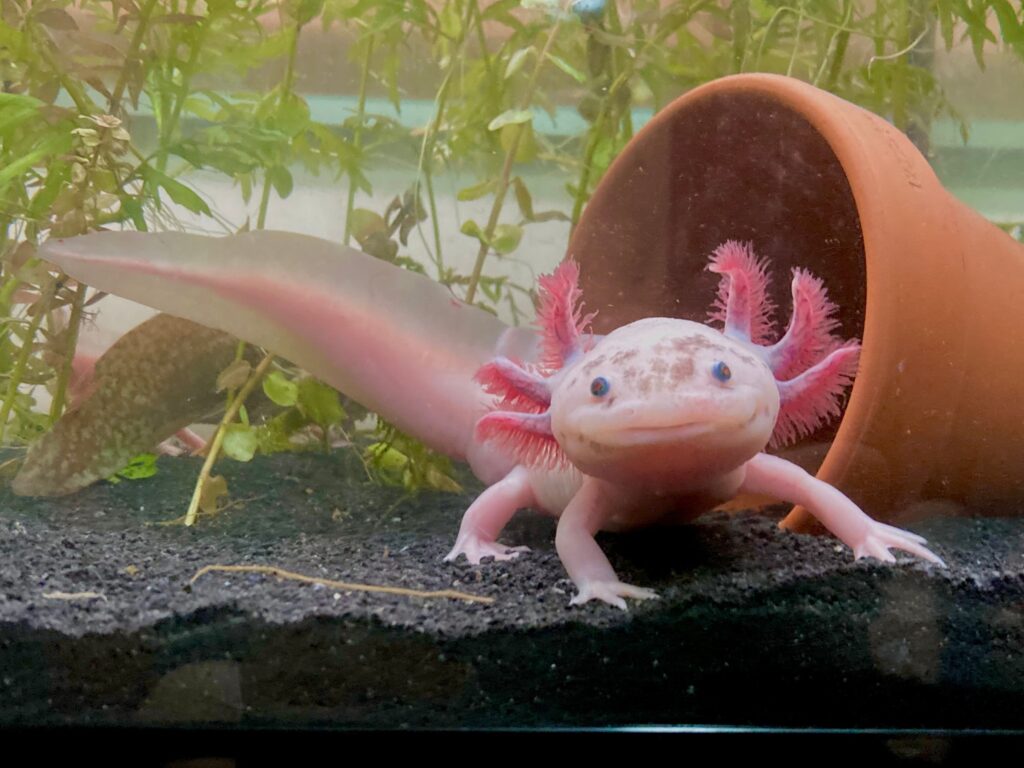 Axolotl leucistico maculato con occhi neri rotondi e larghi e appendici rosa-arancio.  Colpo a figura intera che mostra la sua lunga coda.
