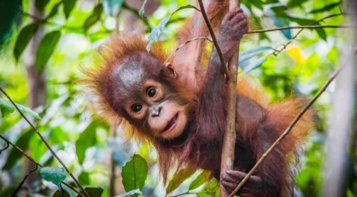Animali con i pollici opponibili-orangutan