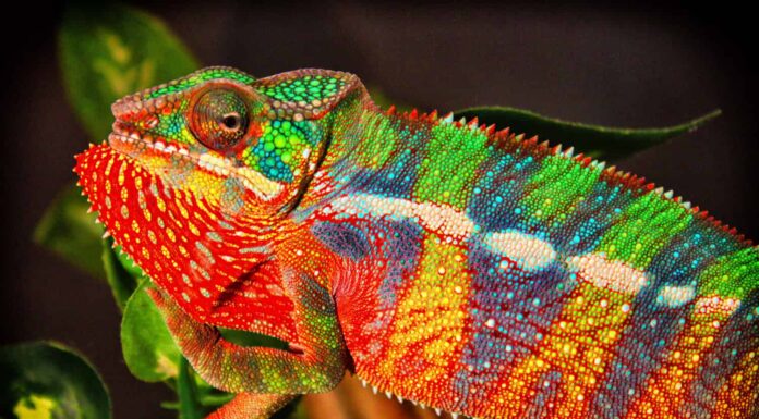 Camaleonte pantera (Furcifer pardalis) 