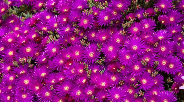 Le piante di ghiaccio presentano fioriture abbondanti e dai colori vivaci.