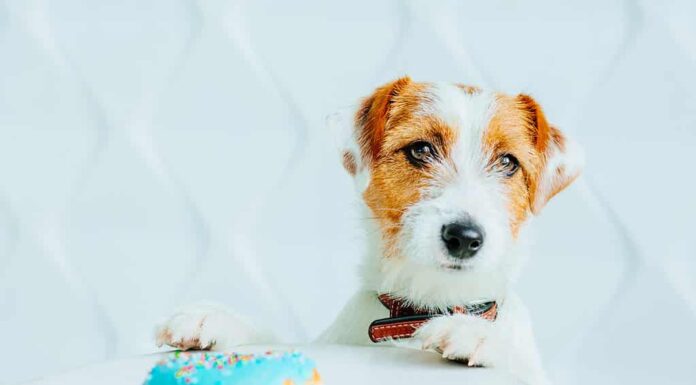 Jack Russell terrier cane con ciambella davanti