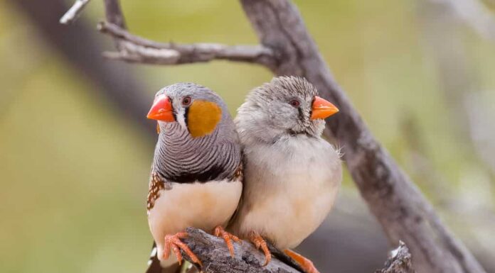 Fringuello zebra australiano