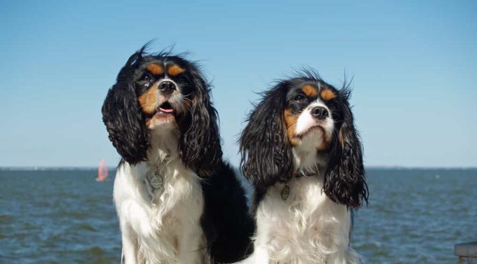 I Cavalier King Charles spaniel sono così costosi perché sono popolari ma rari.