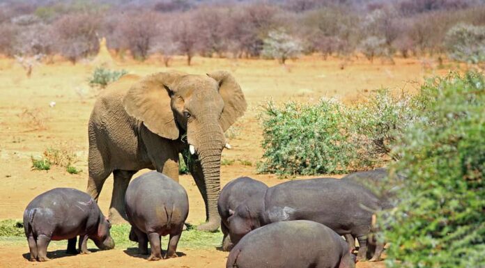 Un elefante isolato tra un branco di ippopotami nel Parco Nazionale di Erindi, Namibia, Sud Africa