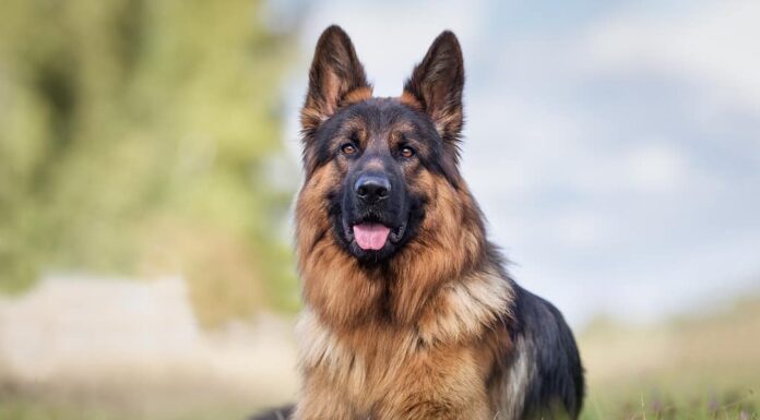 cane pastore tedesco