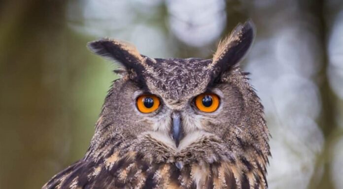 Primo piano del gufo reale euroasiatico, seduto su un albero.