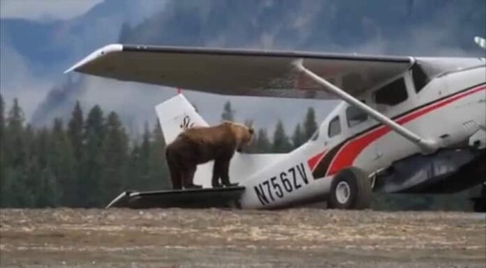 Grizzly su un aereo