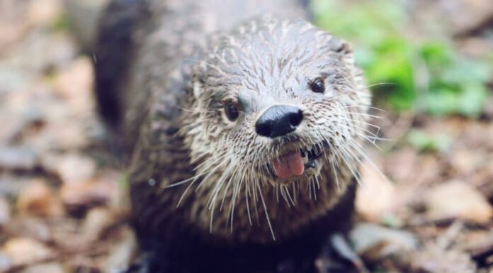 lontra di fiume che sporge la lingua