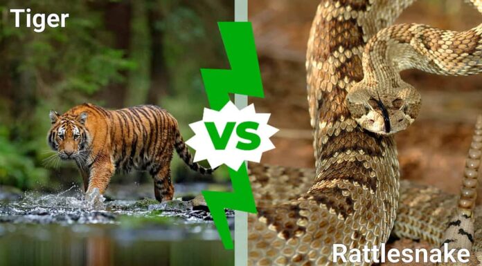 tigre contro serpente a sonagli