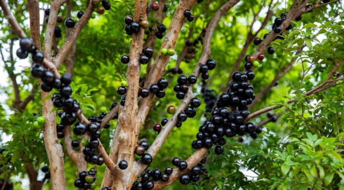 Frutta Jabuticaba.Il frutto esotico della jaboticaba che cresce sul tronco dell'albero.  Jabuticaba è l'albero d'uva originario del Brasile.  Specie Plinia cauliflora.  Il giovane frutto è verde.