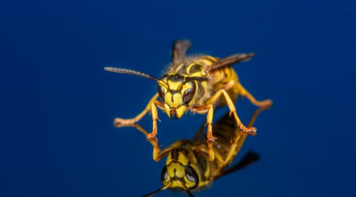 Vespula squamosa, la giacca gialla del sud, su sfondo blu scuro.  Pochi dettagliati del viso e delle mandibole