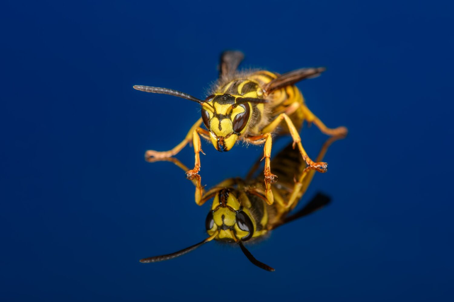 Vespula squamosa, la giacca gialla del sud, su sfondo blu scuro.  Pochi dettagliati del viso e delle mandibole
