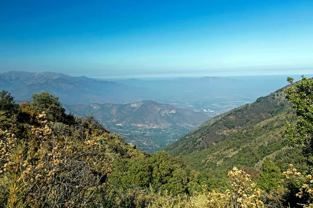 Vista sulle montagne delle Ande e dell'Aconcagua con la foresta di alberi verdi dal Cerro la Campana, montagna costiera di Valparaiso, in una giornata limpida nel parco nazionale La Campana nel Cile centrale, Sud America