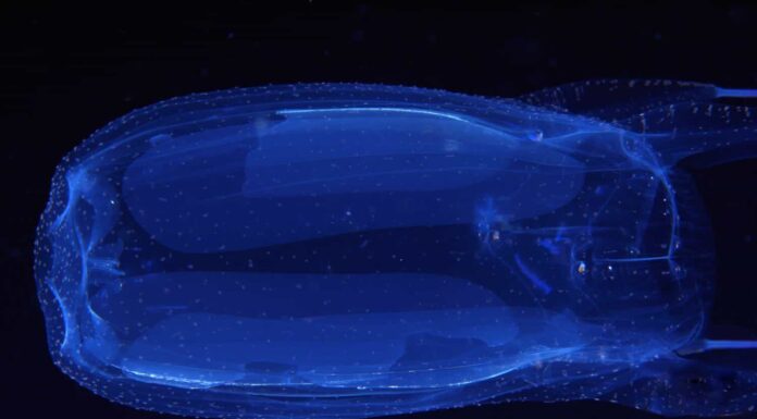 Box Jellyfish, Alatina alata, la medusa più tossica