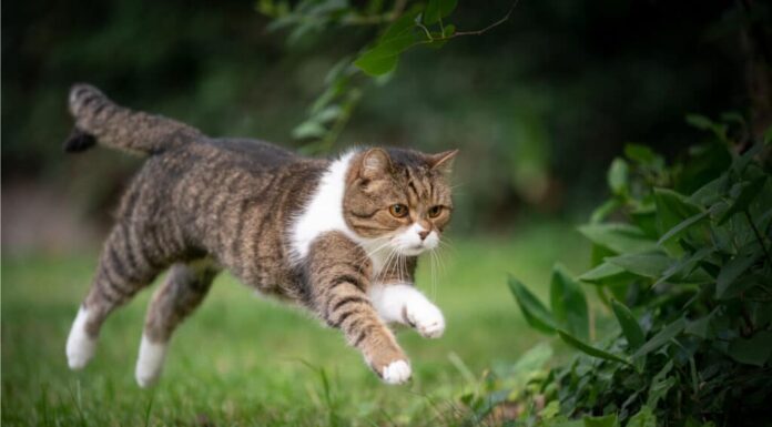Gatto che corre in giardino