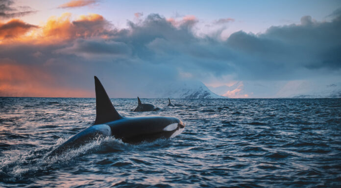 Orca Killerwhale che viaggia sull'acqua dell'oceano con il tramonto Norway Fiords su sfondo invernale